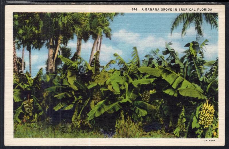 A Banana Grove in Florida