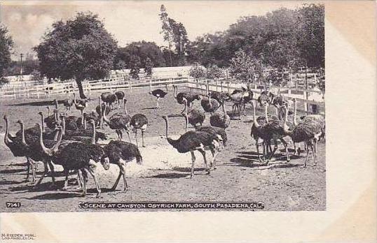 California South Pasadena Scene At Cawston Ostrich Farm