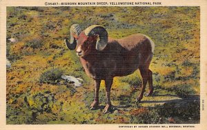 Bighorn Mountain Sheep Yellowstone National Park, Wyoming, USA Sheep Writing ...