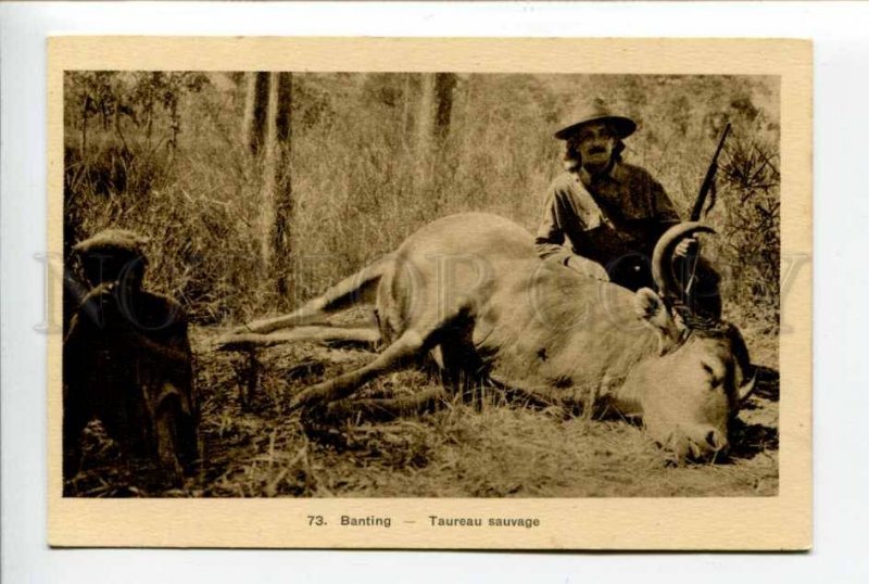 424029 VIETNAM Wild Bull hunting Vintage SAIGON postcard