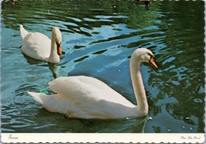 Postcard Pair of swans