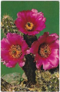 Warty Hedgehog Cactus Southwest Blooms in May