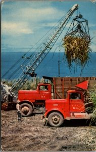 Hawaii Harvesting Sugar Cane Chrome Postcard 01.45