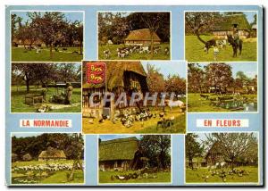 Modern Postcard Donkey Normandy Farms