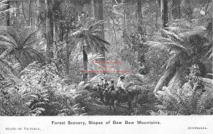 Australia, Baw Baw, Forest Scenery, Slopes Of Mountains