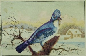 1880's Lovely Blue Jay Winter Anchor Coffee Boos & Holbrook Toledo Trade Card P3