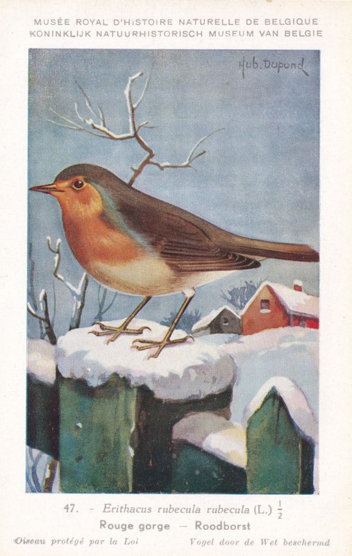 European Robin Erithacus Rubecula Bird Antique Rare Postcard