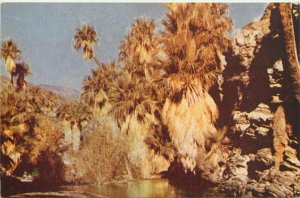 Palm Canyon, Palm Springs, Coachella Valley Southern California Vintage Postcard