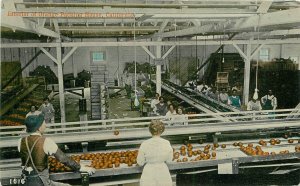 Postcard California Orange picking house C-1910 Farm Agriculture 22-13081