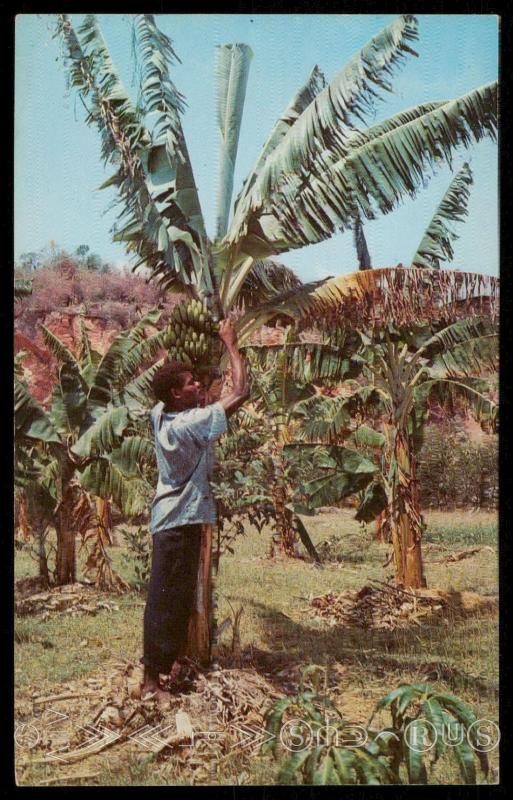 Harvesting Bananas, JAMAICA.