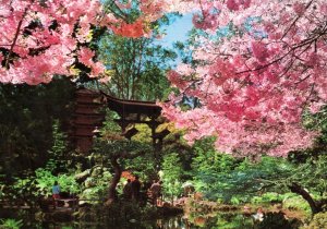 CONTINENTAL SIZE POSTCARD CHERRY BLOSSOM TIME AT THE JAPANESE TEA GARDEN