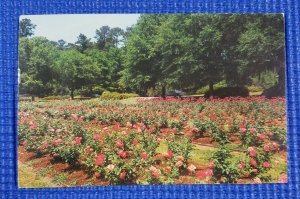 Vintage Edisto Memorial Gardens Orangeburg South Carolina Chrome Postcard