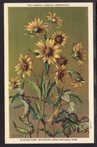 Pale Arnica Flowers Postcard 4310