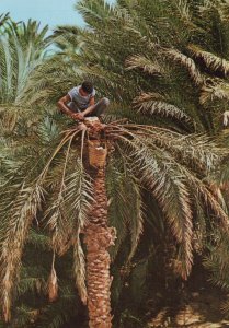 Tunisia Postcard - Trees - Gathering of Legmi in The Oasis  RR9065