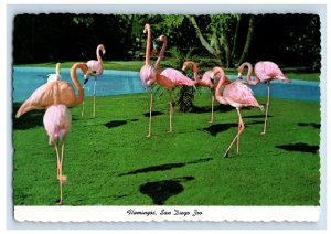 Vintage Flamingos, San Diego Zoo, California. Postcard 5WE