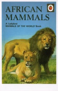 African Mammals Lions Ladybird First Edition Book Postcard