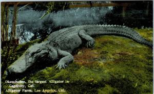 LOS ANGELES, CA OKEECHOBEE LARGEST ALLIGATOR in Captivity  c1910s  Postcard 
