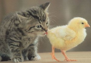 Kitten Sniffing Yellow Chick Baby Bird Bum Comic Cat Postcard