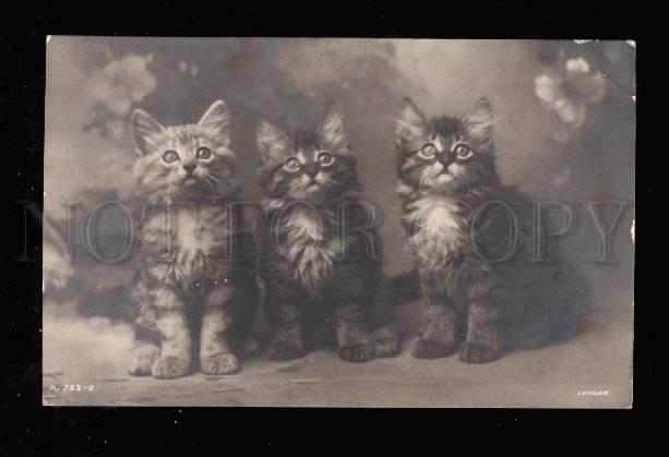 012446 Charming KITTENS Tabby Vintage ROTARY PHOTO 753-2