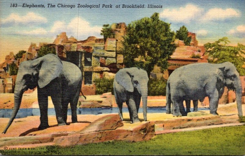 Illinois Chicago Zoological Park At Brookfield Elephants 1942 Curteich