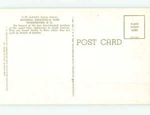 Chrome ZOO SCENE Washington DC AG1639