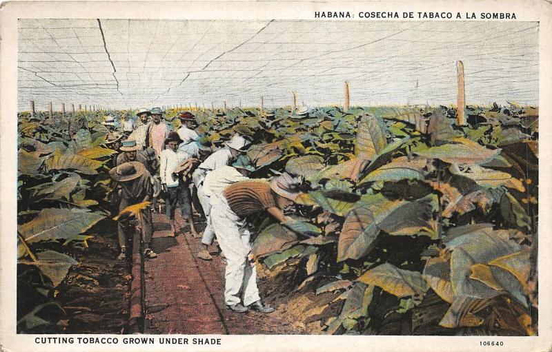 br103927 cutting tabacco grown under shade central america  habana havana