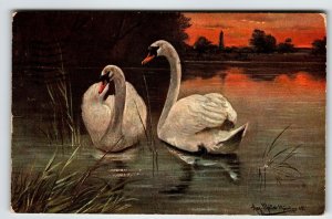 Swans Postcard Dusk Lake View Muller Wildlife Orange Sky HKM 314 Germany 1908