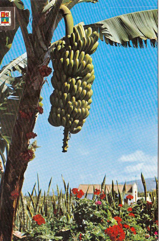 BG11986 gran canaria platanos y flores  spain