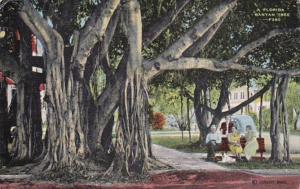 Florida Typical Banyan Tree 1965