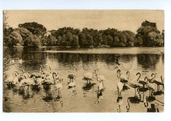 147715 Russia MOSCOW Pond in Zoological Park Vintage postcard