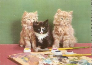 Three painter kittens Modern Spanish photo  postcard