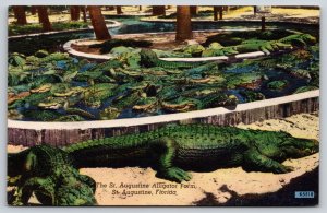 Animal~St Augustine Florida~Worlds Oldest & Largest Alligator Farm~Vtg Postcard