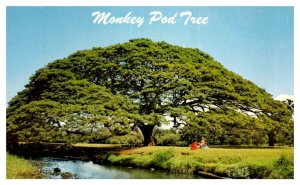 Hawaiian Monkey Pod Tree Perfectly Shaped Tree Hardwood Hawaii Postcard