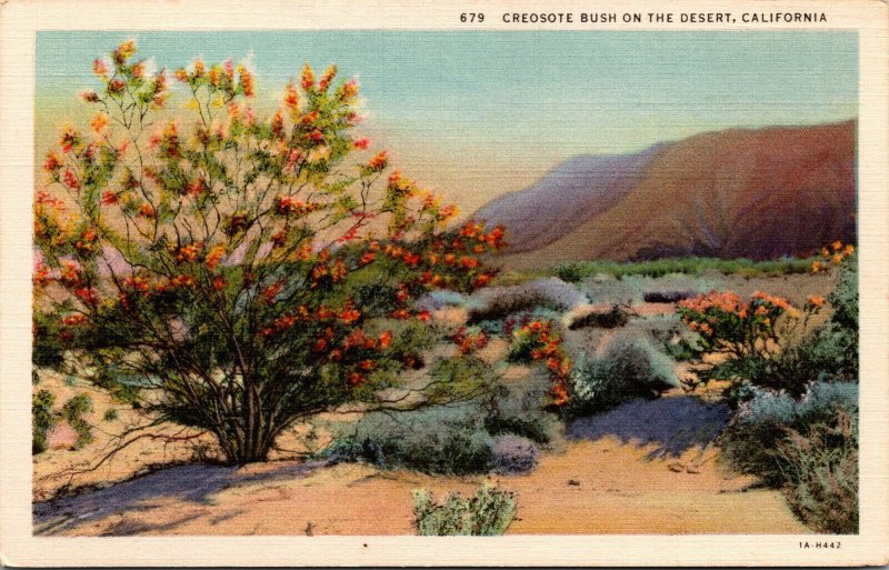 Vtg 1930s Creosote Bush on the Desert California CA Unused Linen Postcard