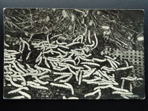 Ayot Saint Lawrence LULLINGSTONE SILK FARM Silkworms Feeding 1960 RP Postcard