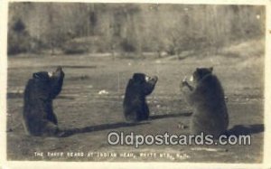 Real Photo- Indian Head, White Mts. NH USA Bear Unused light wear