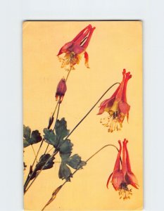 Postcard The Wild Columbine, Harvard University, Cambridge, Massachusetts