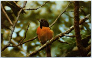 Postcard - Baltimore Oriole