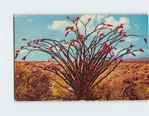 Postcard - Ocotillo - Arizona