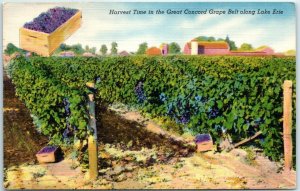 M-13329 Harvest Time in the Great Concord Grape Belt along Lake Erie