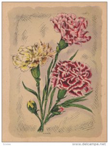 AS; P. Schierer, Pink and Yellow Carnations, 00-10s