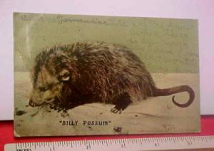 Billy Possum 1909 K. Gut Postcard