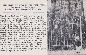 Florida Orlando Longwood The Giant Cypress In Big Tree Park Real Photo