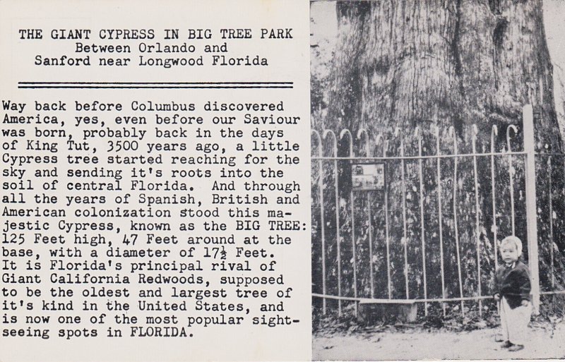 Florida Orlando Longwood The Giant Cypress In Big Tree Park Real Photo