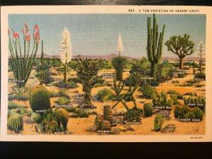 Vintage Postcard 1933 A Few Varieties of Cacti California (CA)