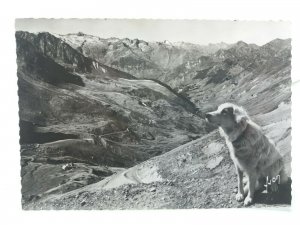 Pyrenean Mountain Dog Col du Tourmalet Vintage French Postcard