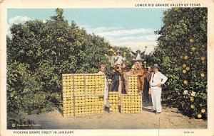 Picking Grape Fruit Lower Rio Grande Valley, Texas TX Postcard