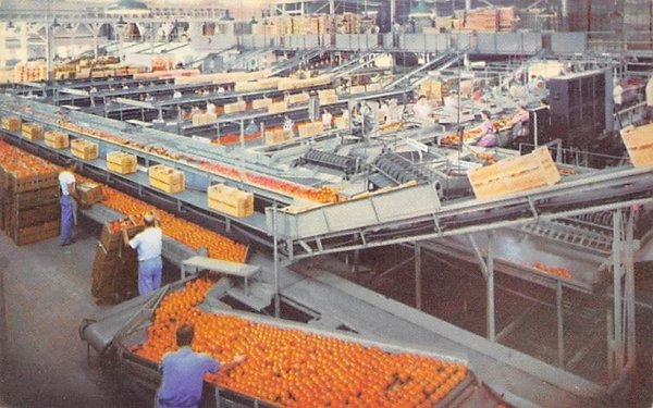 Interior of Large Citrus Packing House Waverly, Florida  