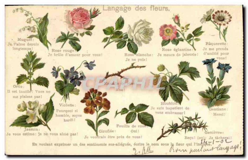 Old Postcard Fantasy Flowers of Language