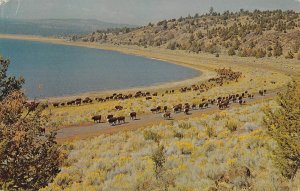 Shore of Eagle Lake, Lassen County, California Cattle c1960s Vintage Postcard